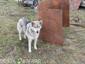 Охота на волкособов, разрушение памятников и изменение режима работы светофоров: новости Пензы и области за 10 октября