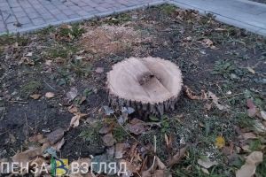 Колышлейцу грозит 7 лет тюрьмы за заготовку дров