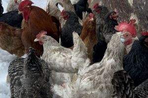 Названы самые вредные части курицы: их обязательно нужно удалить