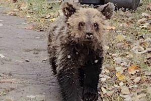 В Пензенской области проведут проверку после смерти медвежонка при отлове