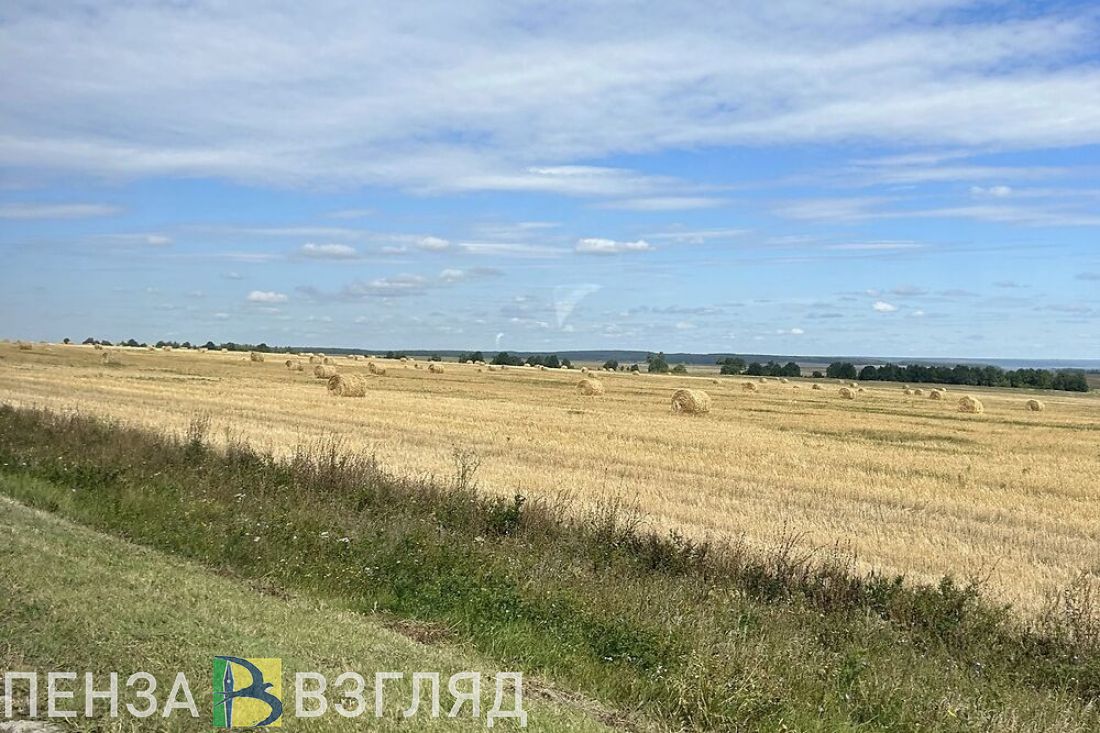 В Пензенской области намолотили более 2,5 миллионов тонн зерна