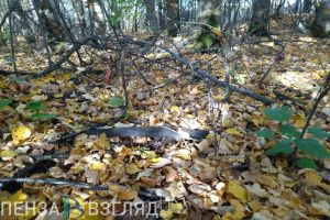 В Пензенской области организованы поиски 13-летней девочки