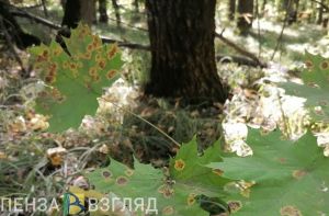 В Пензенском районе машина врезалась в дерево: водитель в больнице