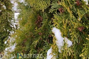 Первый снег, электронные повестки, работа медучреждений в праздники – новости Пензы и области за 1 ноября