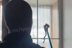 Змея на 13-м этаже, День народного единства, первый снегопад — новости Пензы и области за 4 ноября