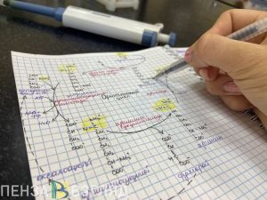 Пензенцы узнали об увеличении целевого приема на обучение медиков