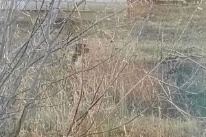 В Пензенской области бойцовская собака напала на ребенка