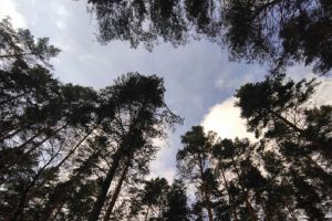 Итоги дня после атаки беспилотников на Пензу: основные новости за 13 ноября