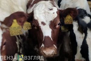 В Пензенской области поголовье коров насчитывает почти 59 тысяч животных