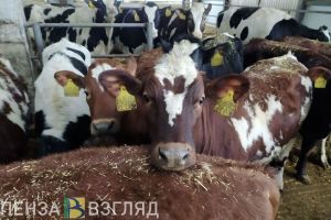 К концу года в Пензе и области в планах произвести 420 000 тонн товарного молока
