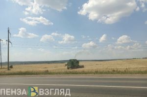 В Пензенской области выросло производство твердой пшеницы