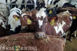 Пензенская область на первом месте в ПФО по производству скота и птицы на убой