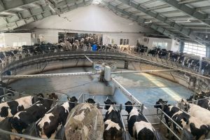 Пензенская область занимает 1 место в России по надою на корову