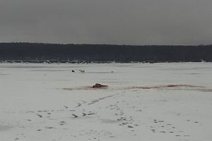 На Сурском водохранилище бродячие собаки растерзали косулю