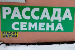 Захиревшая рассада: если томаты вянут — добавьте чудотворный «дедовский коктейль»