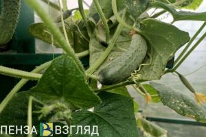 В России подорожали огурцы и водка