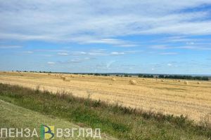 Пензенской области грозит неурожай озимой пшеницы
