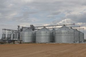 Пензенская область отправила в январе в Турцию и Беларусь около 900 тонн зерна
