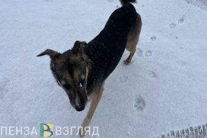 Указом Мельниченко в Наровчатском районе отменили карантин по бешенству животных