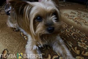 Жителей Пензенской области будут штрафовать за нарушения выгула животных