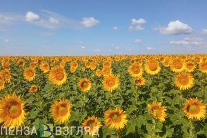 В Пензенской области возросла доля использования аграриями отечественных семян