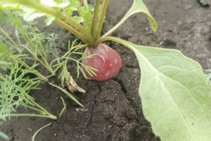 Всего 1 фрукт для плохой почвы, и она превратится в чернозем: хороший урожай обеспечен