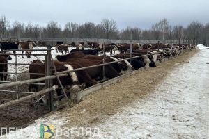 Пензенская область на 1 месте в России по продуктивности коров молочного стада
