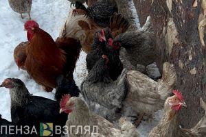 Из Пензы и области вывозят на экспорт субпродукты, свинину, мясо индейки и кур