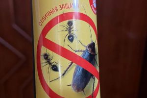 Тараканы в доме: 1 средство, и вредители больше никогда не появятся