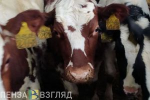 Пензенская область занимает 1 место в ПФО по производству скота и птицы