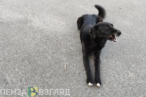 В Пензе прокуратура проводит проверку после нападения собак на ребенка у школы №20