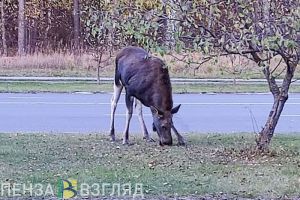 В пензенских Ахунах сняли видео с прыгающим на машину лосем