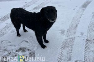 В Заречном ребенку выплатили компенсацию после укуса бездомной собаки