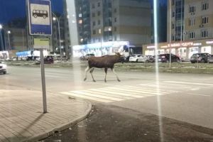 Лось на дороге, зарезанный братом пензенец, ограничение движения – новости Пензы и области за 18 марта