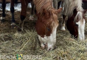 Пензенцы пожаловались на антисанитарию из-за конного клуба по соседству