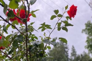 Сладкий лайфхак поможет дачникам привлечь пчел на участок: урожай вырастет в разы