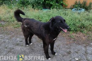 Появились подробности нападения бездомной собаки на ребенка в Пензенском районе