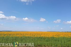 Распыление пестицидов, перекрытие проезда и работа детских лагерей: новости Пензы и области за 2 апреля