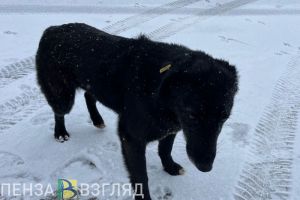 В России хотят установить федеральный запрет на выгул собак детьми и пьяными