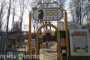 В Пензенском зоопарке засняли, как «резвится» бизон