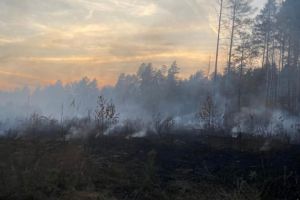 В Пензенской области произошел первый лесной пожар в этом сезоне