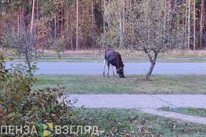 За неделю на территории Пензенской области сбили трех лосей
