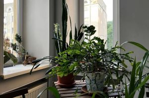 Опасные растения в доме: их лучше избегать, иначе рискуете серьезно пострадать