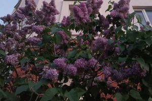 Пышное цветение сирени: нужна подкормка, о которой забывают дачники