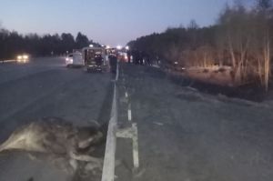 Спасатели публикуют фото ночной смертельной аварии в Пензенской области