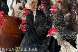 В Пензе во время пожара погибли кролики и куры