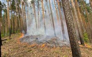 В Пензенской области с начала года произошло три лесных пожара