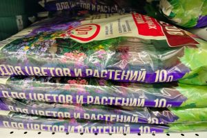 Толстянка наберет силу: подкормка для денежного дерева