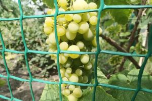 Российские дачники изучают новшества: что изменилось в законодательстве