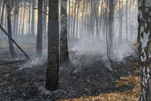 В Пензенском районе ликвидировали лесной пожар
